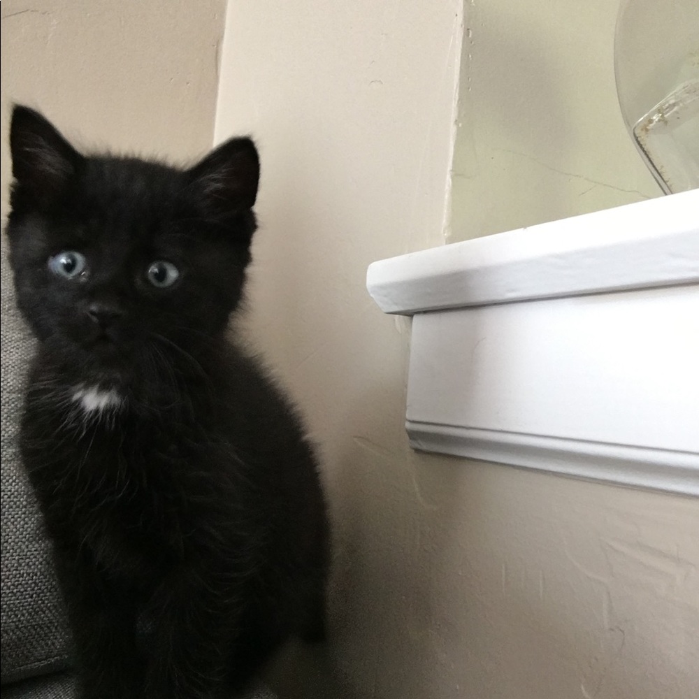 Meet your Posher, Lisa